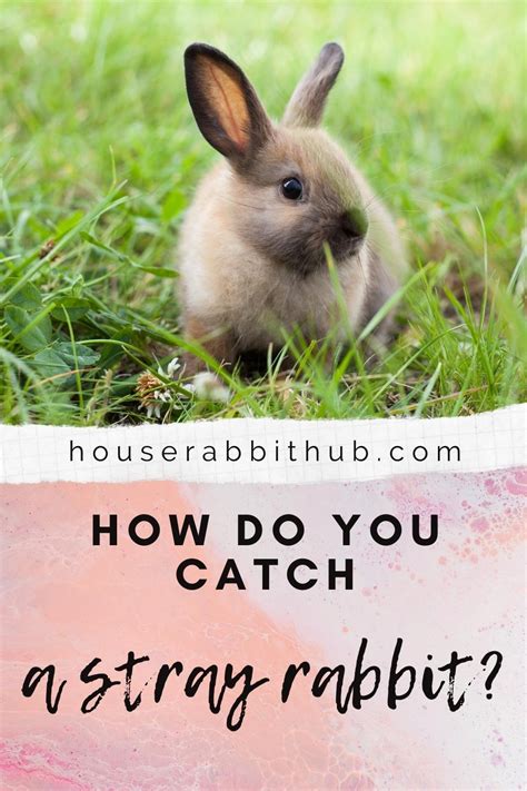 How Do You Catch A Stray Rabbit - House Rabbit Hub