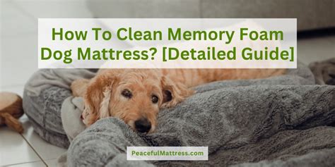 How Do You Clean A Memory Foam Dog Bed? - Doggyp