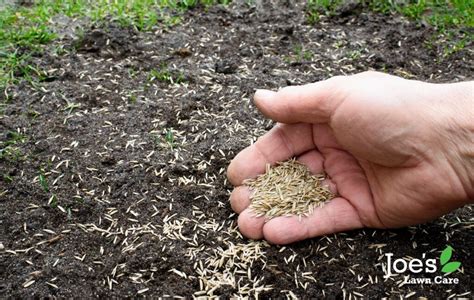 How Do You Plant Grass Seed in the Spring? - B&M Stores