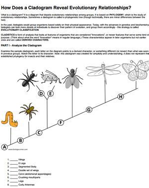 How Does A Cladogram Reveal Evolutionary Relationships Worksheet