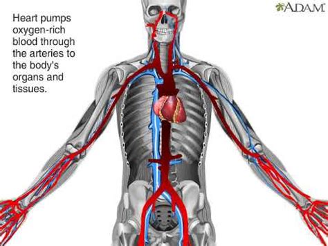 How Does Blood Flow Through Your Body