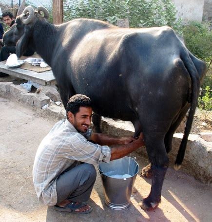 How Does Buffalo Give Milk? - PartyShopMaine