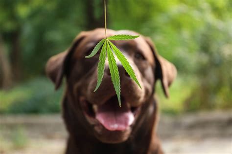 How Does Cbd Oil Affect Dog