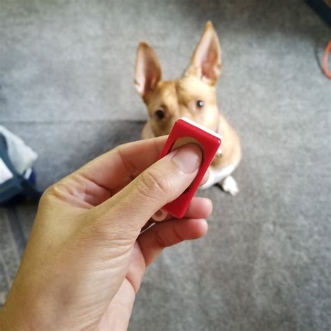 How Does Clicker Training Work for Dogs? - SitStay