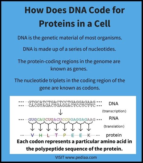 How Does DNA Code for Proteins in a Cell