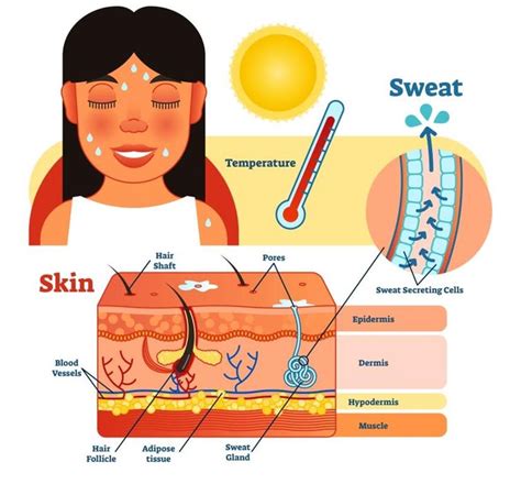 How Does Sweat Work with Body Tempe…