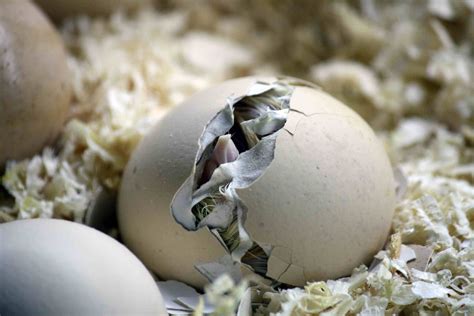 How Does an Egg Hatch?: ; Life Cycles with The Very Hungry …