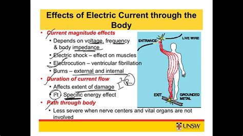 How Does the Body Make Electricity — and How …