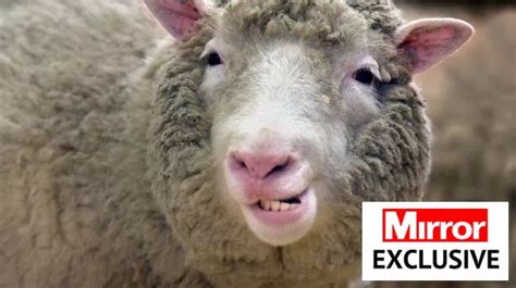 How Dolly the Sheep changed the world 25 years after her …