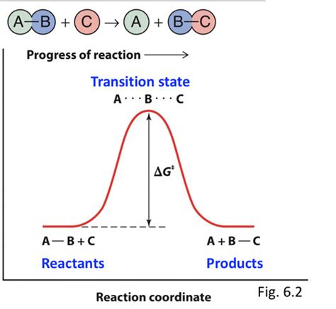 How Enzymes Work Flashcards Quizlet