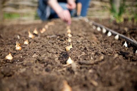 How Far Apart Do I Plant Onion Sets? - Stellina Marfa