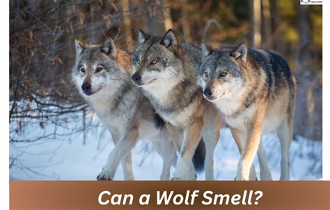 How Far Can A Wolf Smell - Realonomics