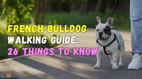 How Far Can French Bulldog Puppies Walk