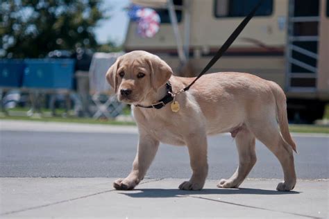 How Far To Walk A Puppy Labrador