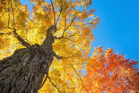 How Far to Plant a Maple Tree from Your House: 5 Quick Tips