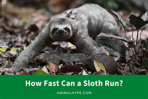 How Fast Can A Sloth Move When In Danger
