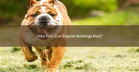 How Fast Can English Bulldogs Run? - Arew