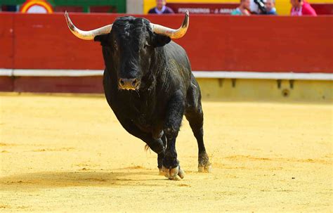 How Fast Do Bulls Run