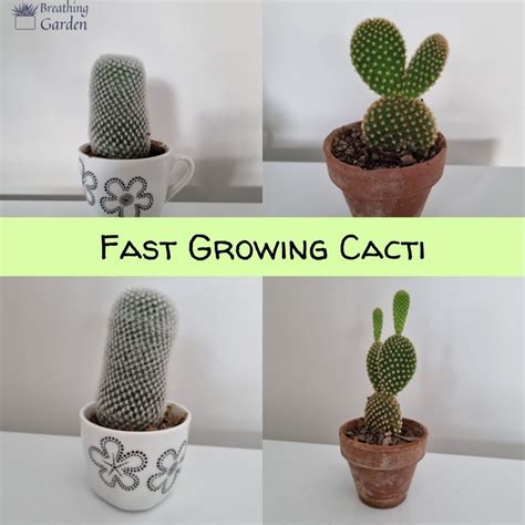 How Fast Do Cacti Grow? Succulent City