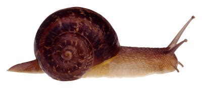 How Fast Do Garden Snails Reproduce? Home Guides SF Gate