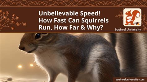 How Fast Do Squirrels Run - 666how.com