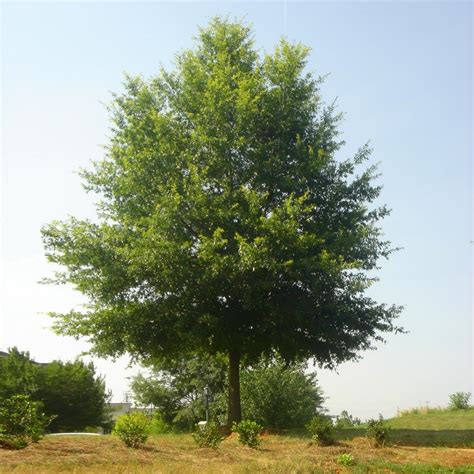 How Fast Do Willow Oak Trees Grow Mast Producing Trees