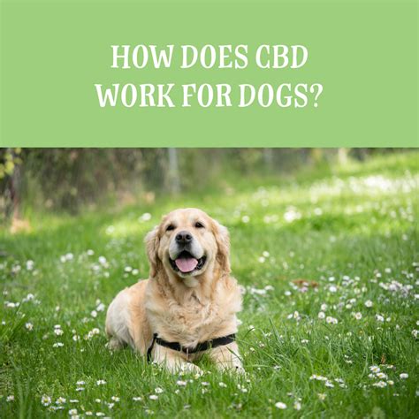 How Fast Does Cbd Work For Dogs