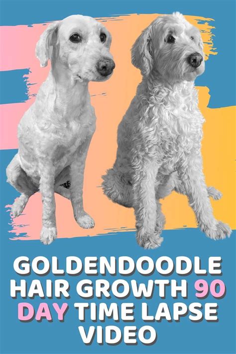 How Fast Does Goldendoodle Puppy Hair Grow