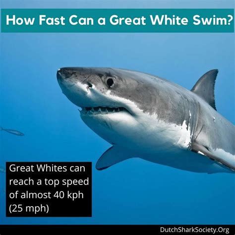 How Fast Does a Shark Swim? - higheducations.com