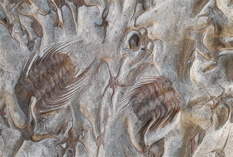 How Fossils Form EarthDate