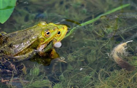 How Frogs Reproduce: Asexually or Sexually?