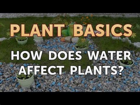 How Hard Water Affects Plants - PB Water Softening