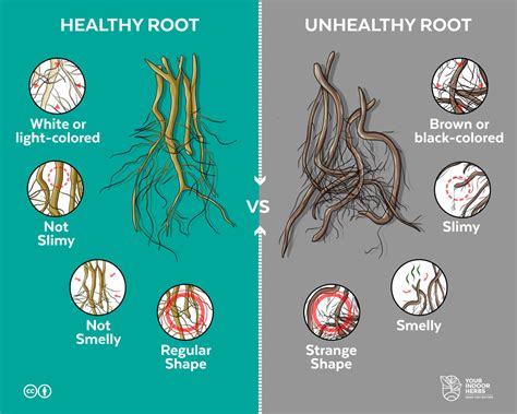 How Healthy Plant Roots Should Be? [Colors and Smell]