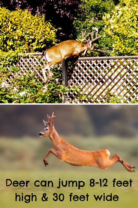 How High Can A Deer Jump? - SurvivorChap