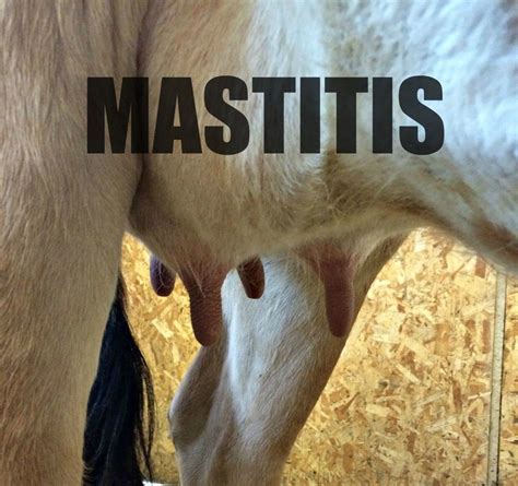 How I Treat … Toxic Mastitis in Beef Cattle - AVA