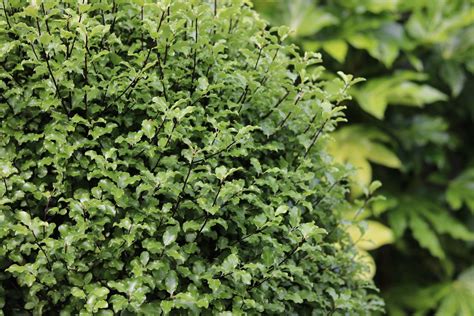 How I trim pittosporum hedges - YouTube