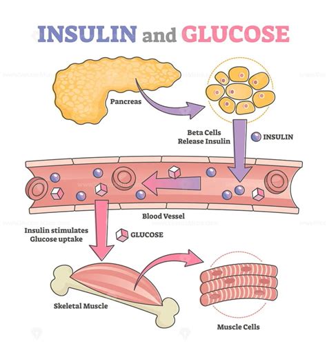 How Insulin Works With Glucose