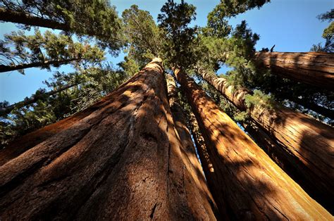 How Is A 1,600-Year-Old Tree Weathering California