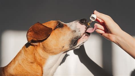How Is Cbd Administered To Pets