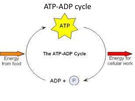 How Is Energy Released From Atp Quizlet Wasfa Blog