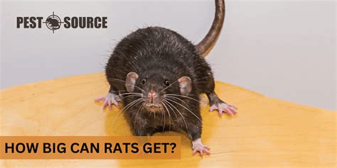 How Large Can Rats Get » Theblogy.com