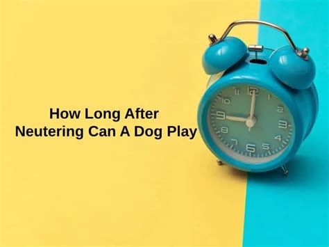 How Long After Neutering Can A Dog Play (And Why)?