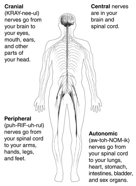 How Long Are The Nerves In The Human Body » Theblogy.com