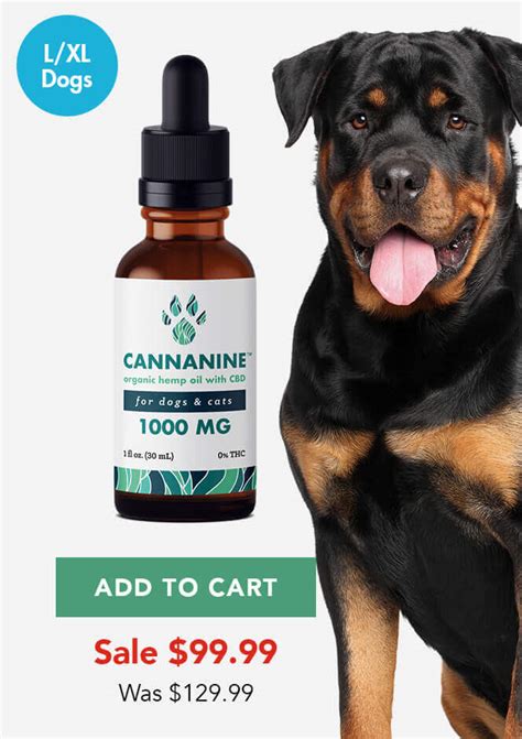 How Long Before Cbd Takes Effect In Dogs