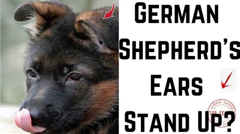 How Long Before German Shepherd Puppies Ears Stand Up