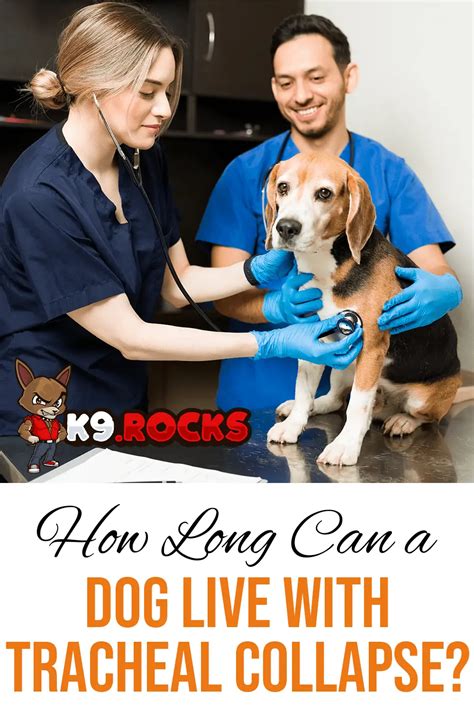 How Long Can A Dog Live With A Collapsing Trachea? - RideAble