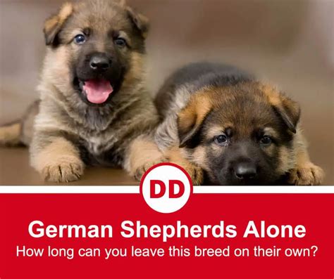 How Long Can A German Shepherd Puppy Be Left Alone