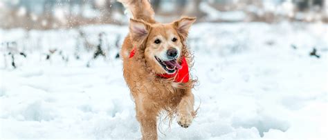 How Long Can My Dog Play in the Snow? - Old Mother Hubbard