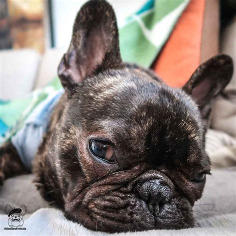 How Long Can You Leave A French Bulldog Puppy Alone