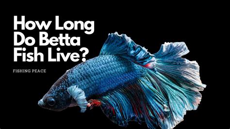 How Long Do Betta Fish Live Without Water? Clearly Explained!